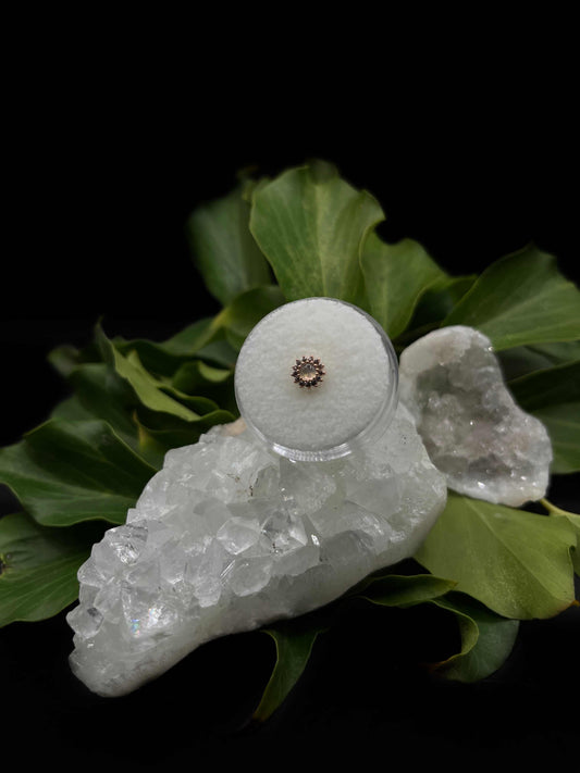 Delphine by Buddha
